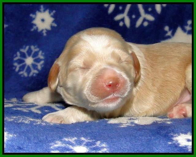 CB pups 1 wk old 14