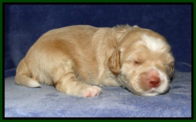 CB pups 2 wks old 9