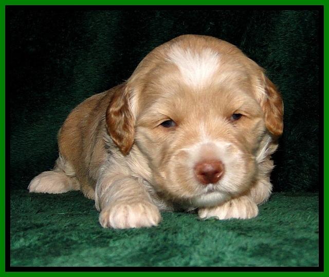 CB pups 3 wks old 2
