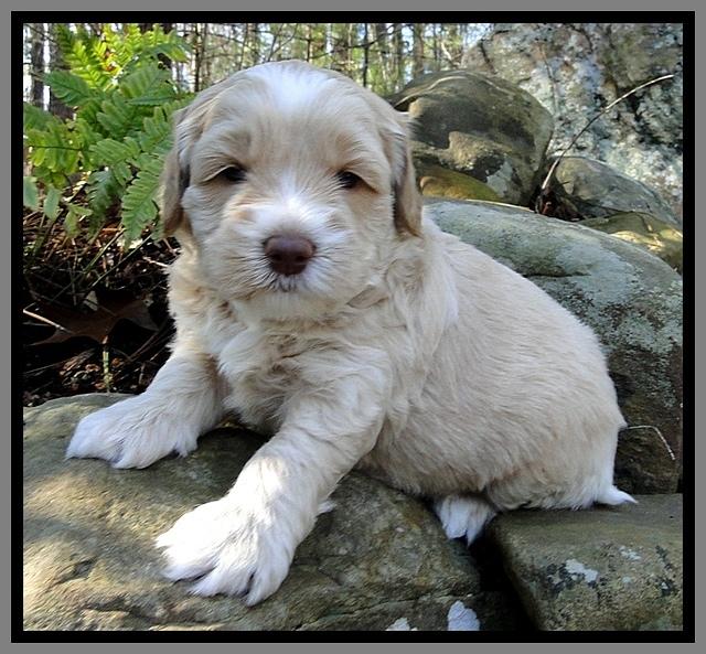 CB pups 4 wks old 9
