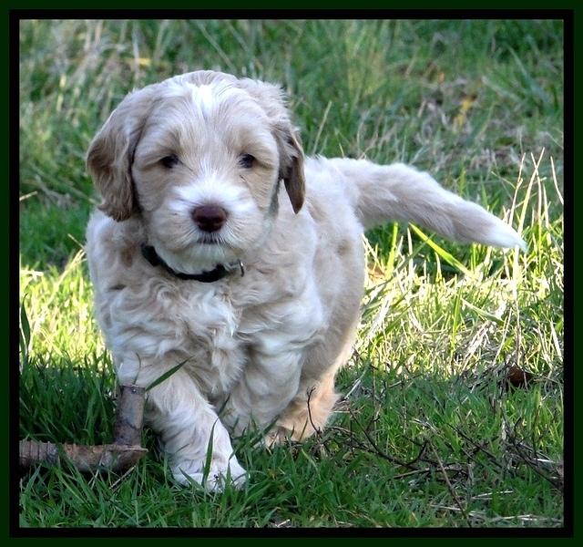 CB pups 5.5 wks old 17