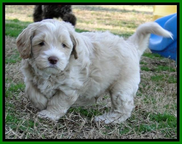 CB pups 5.5 wks old 20