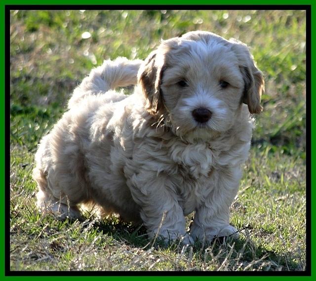 CB pups 5.5 wks old 21