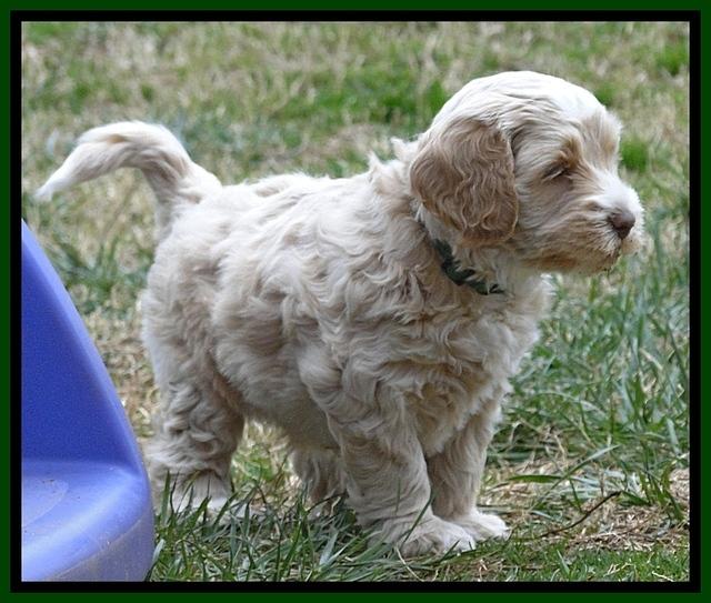 CB pups 6 wks old 16