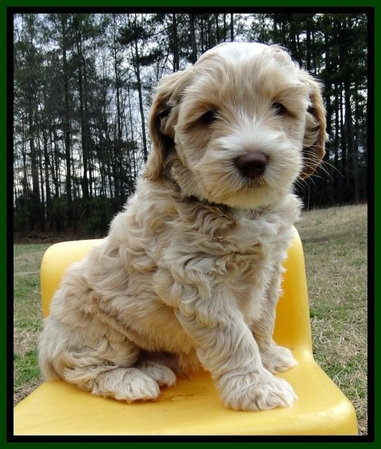 CB pups 6 wks old 19