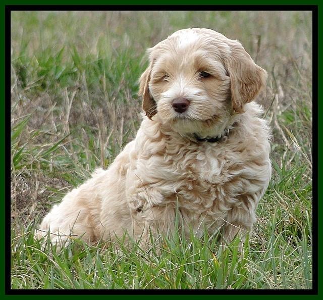CB pups 6.5 wks old 1