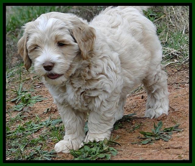 CB pups 6.5 wks old 3