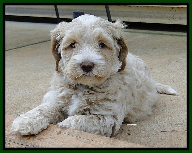 CB pups 6.5 wks old 5