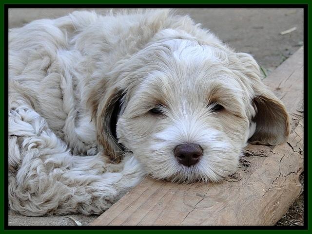 CB pups 7 wks old 1