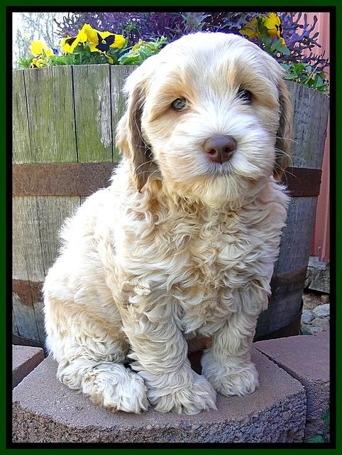 CB pups 7 wks old 2