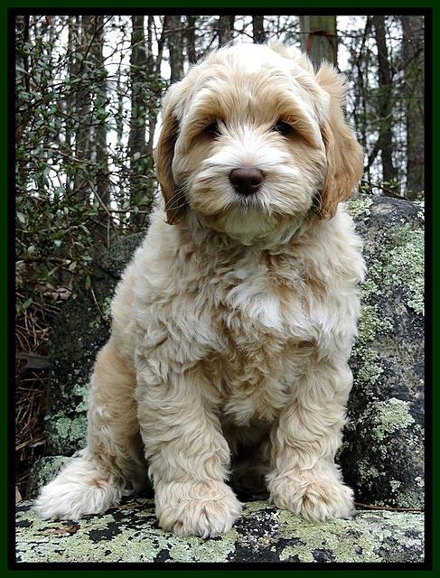 CB pups 8 wks old 6