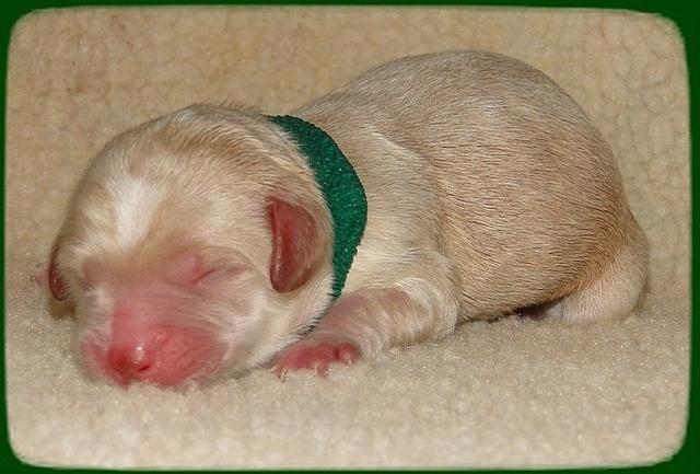 CB pups newborn 14
