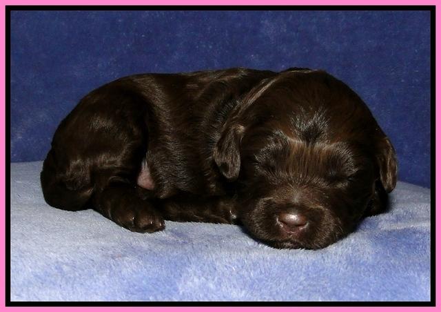 CB pups 2 wks old 3