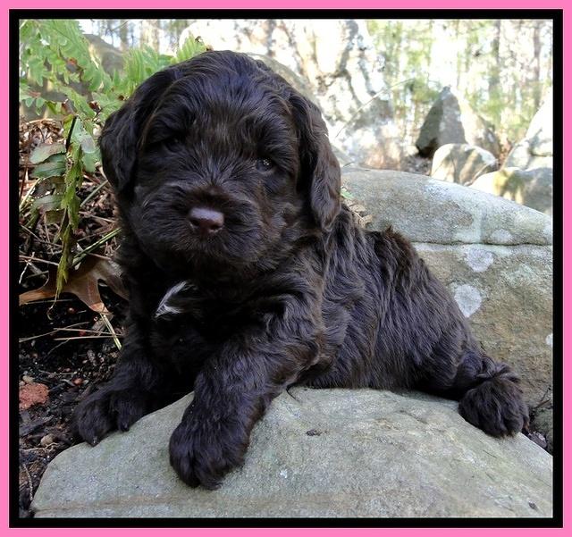 CB pups 4 wks old 14