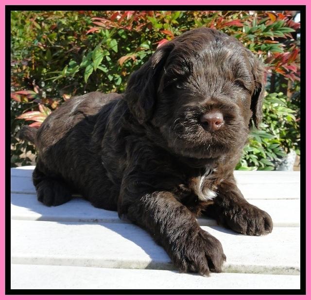 CB pups 4 wks old 15