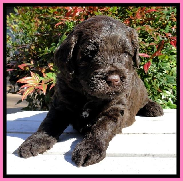 CB pups 4 wks old 16