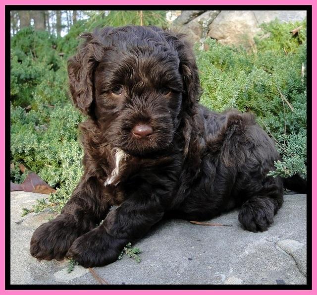 CB pups 5 wks old 7