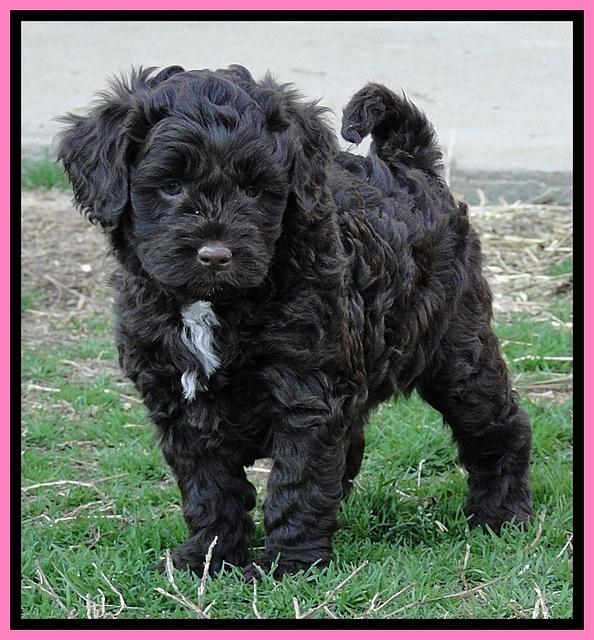 CB pups 5.5 wks old 25