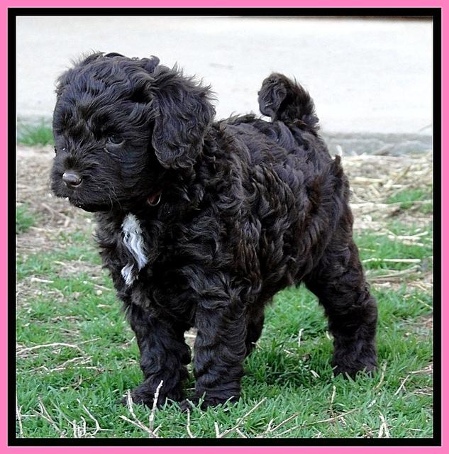 CB pups 5.5 wks old 26