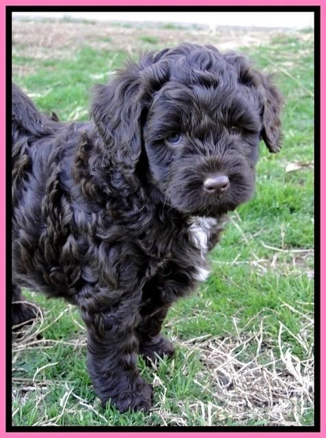 CB pups 5.5 wks old 27