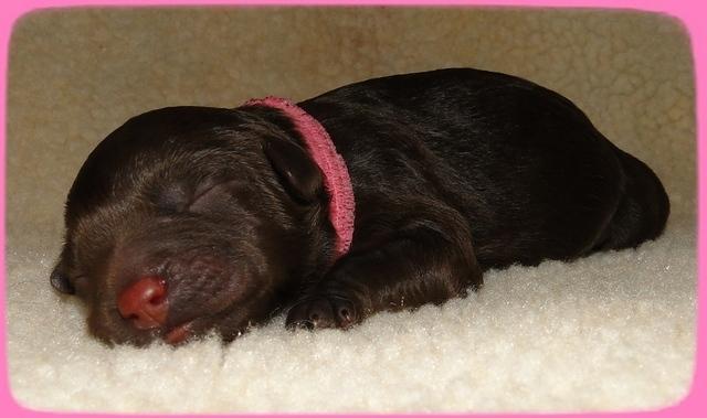 CB pups newborn 2