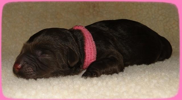 CB pups newborn 3