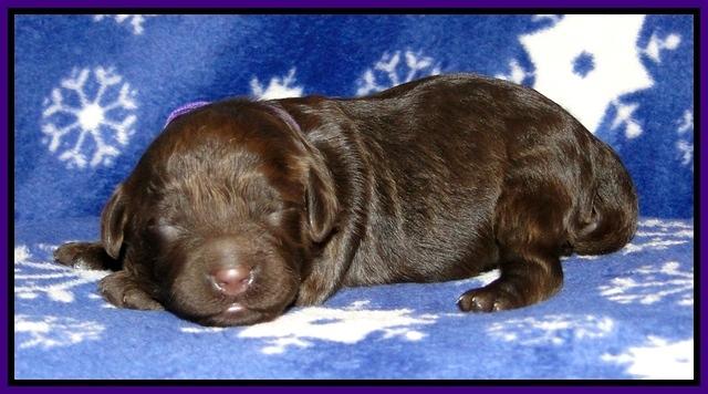 CB pups 1 wk old 23