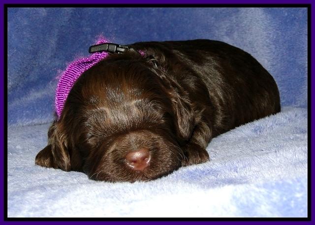 CB pups 2 wks old 14