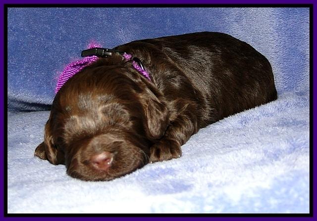 CB pups 2 wks old 15