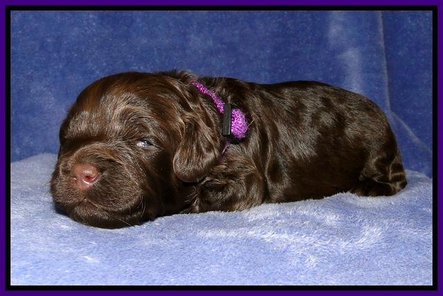 CB pups 2 wks old 18