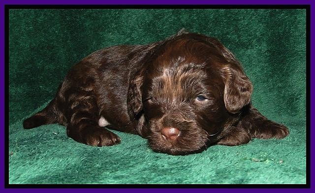 CB pups 3 wks old 10