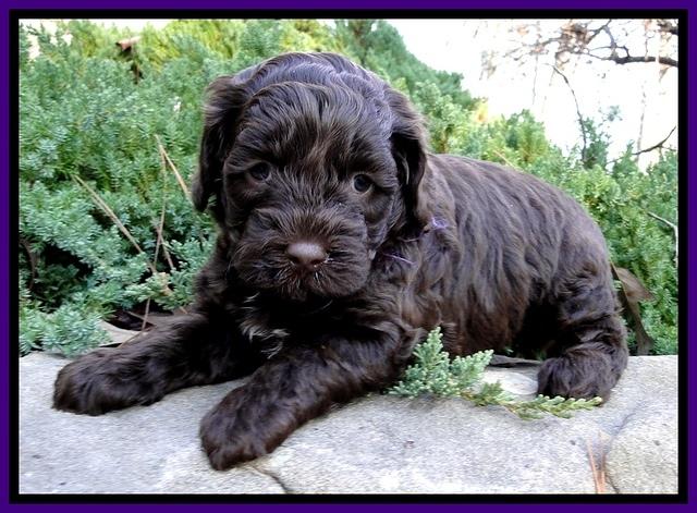 CB pups 5 wks old 1
