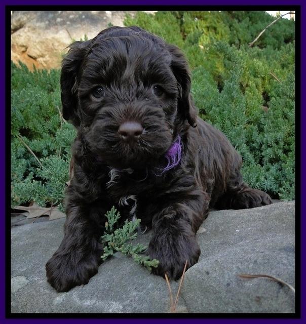 CB pups 5 wks old 2