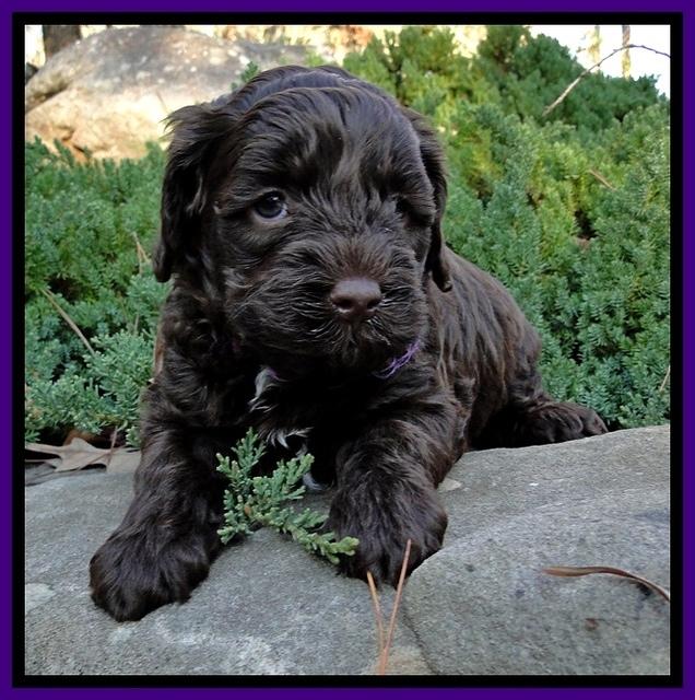 CB pups 5 wks old 3