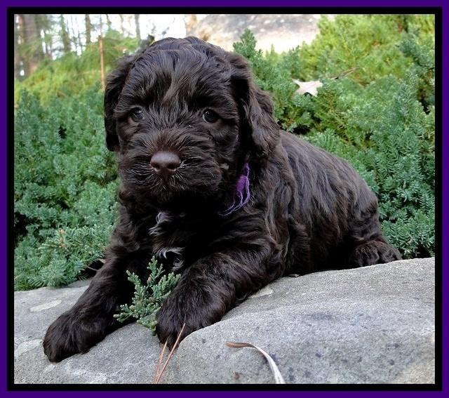 CB pups 5 wks old 4