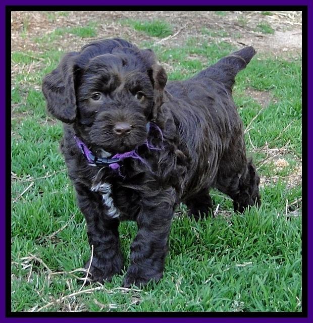 CB pups 5.5 wks old 1