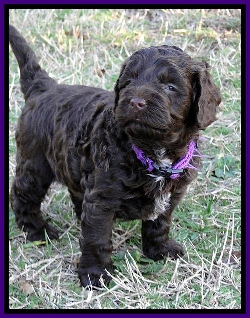 CB pups 5.5 wks old 13