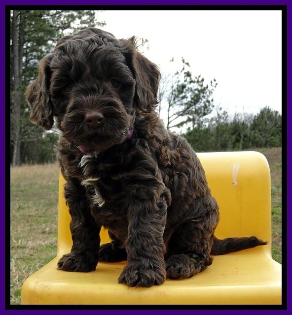 CB pups 6 wks old 8