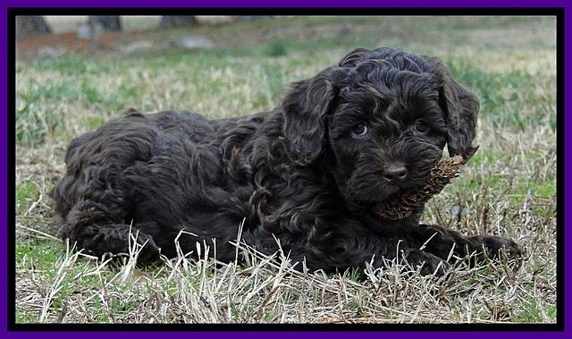 CB pups 6.5 wks old 12