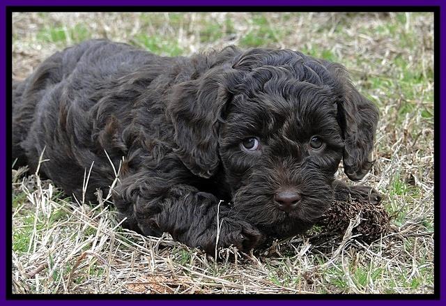 CB pups 6.5 wks old 14