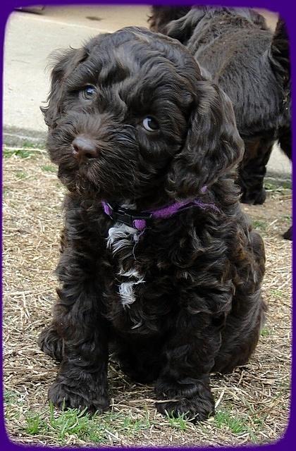 CB pups 6.5 wks old 8