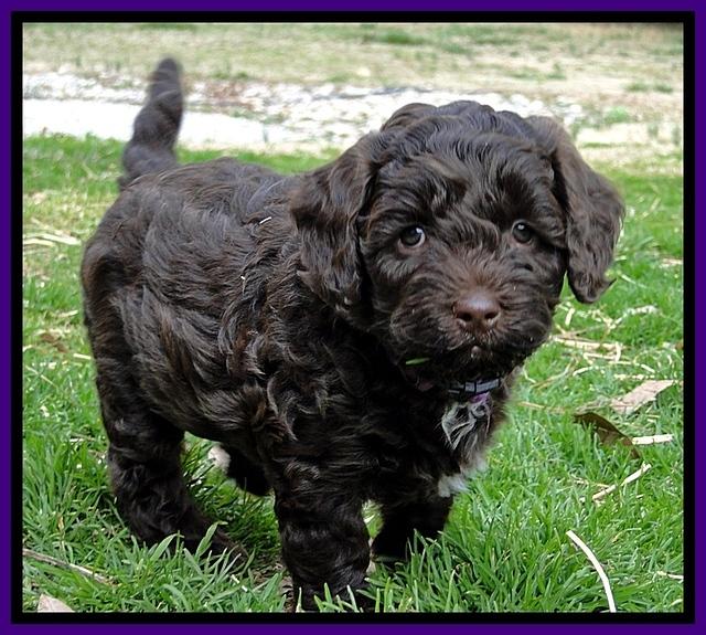 CB pups 6.5 wks old 9