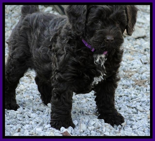 CB pups 7 wks old 7