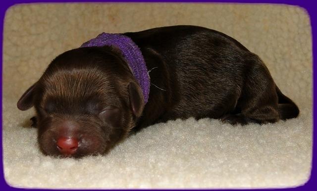 CB pups newborn 7