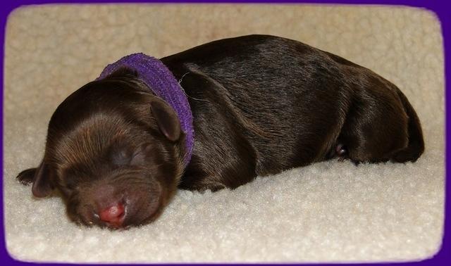 CB pups newborn 8