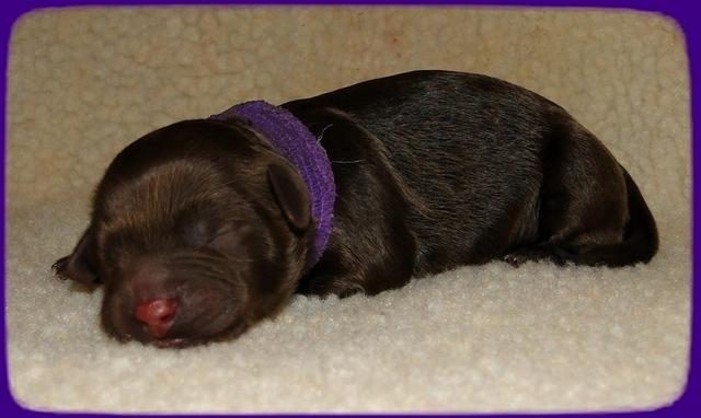 CB pups newborn 9