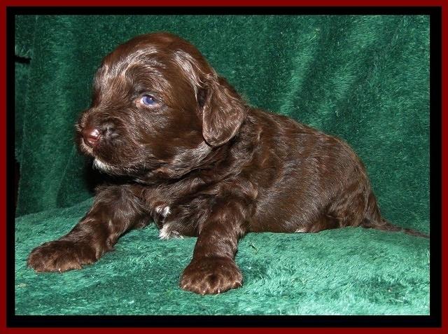 CB pups 3 wks old 14