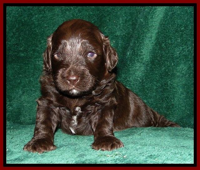 CB pups 3 wks old 5