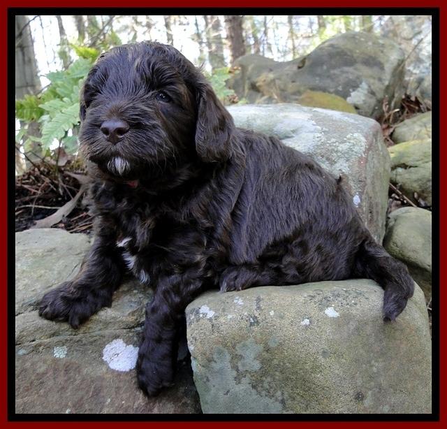 CB pups 4 wks old 8