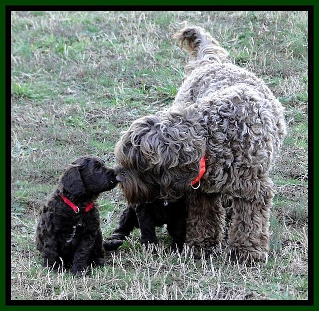CB pups 5.5 wks old 4